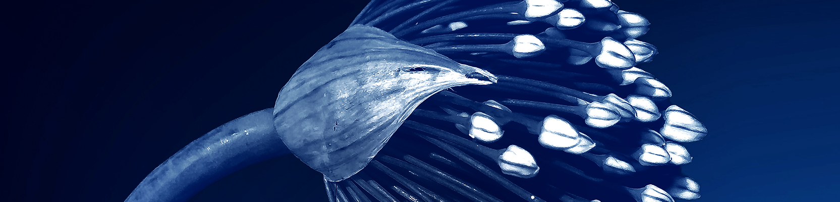 IMPACT philanthropy funding